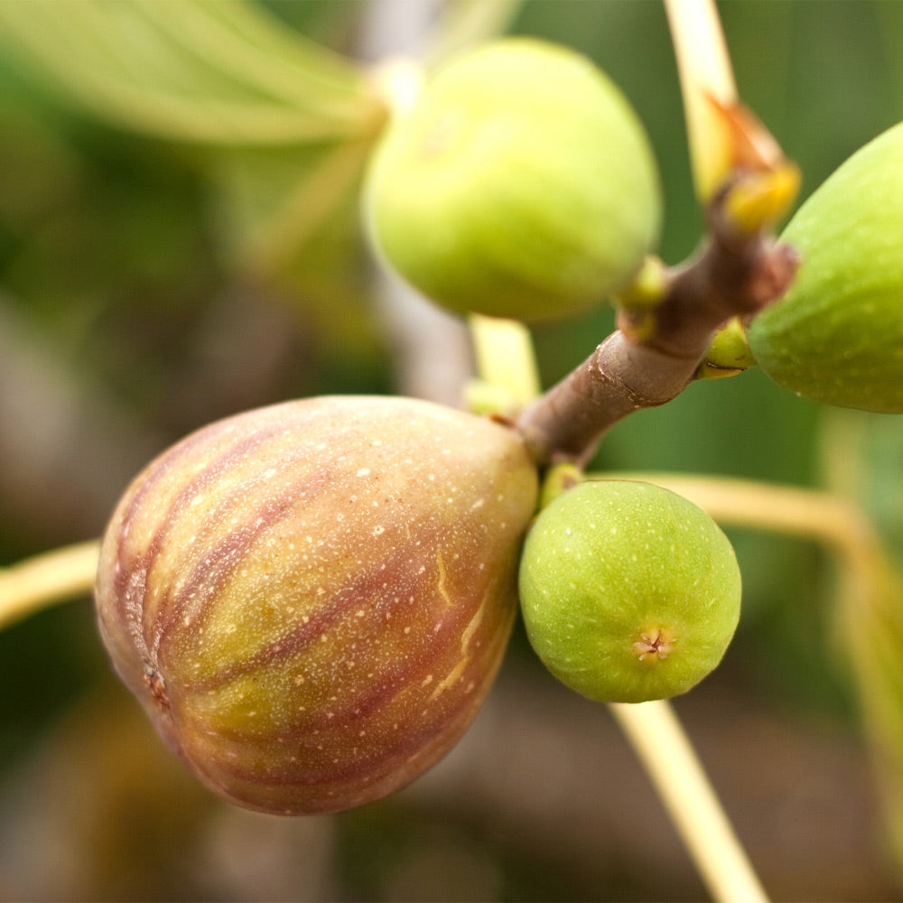 A photo of the Brown Turkey Fig