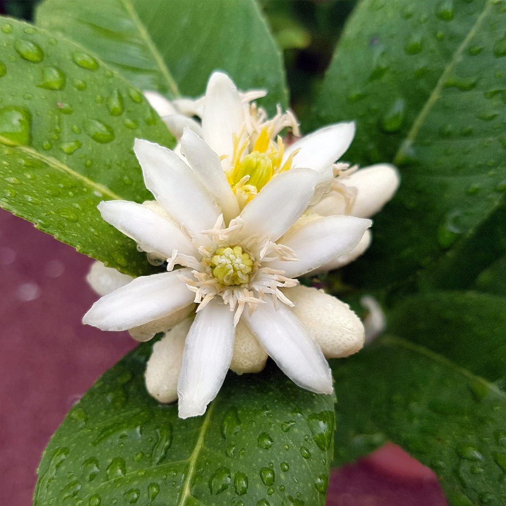 #4 - Buddha's Hand Citron Tree