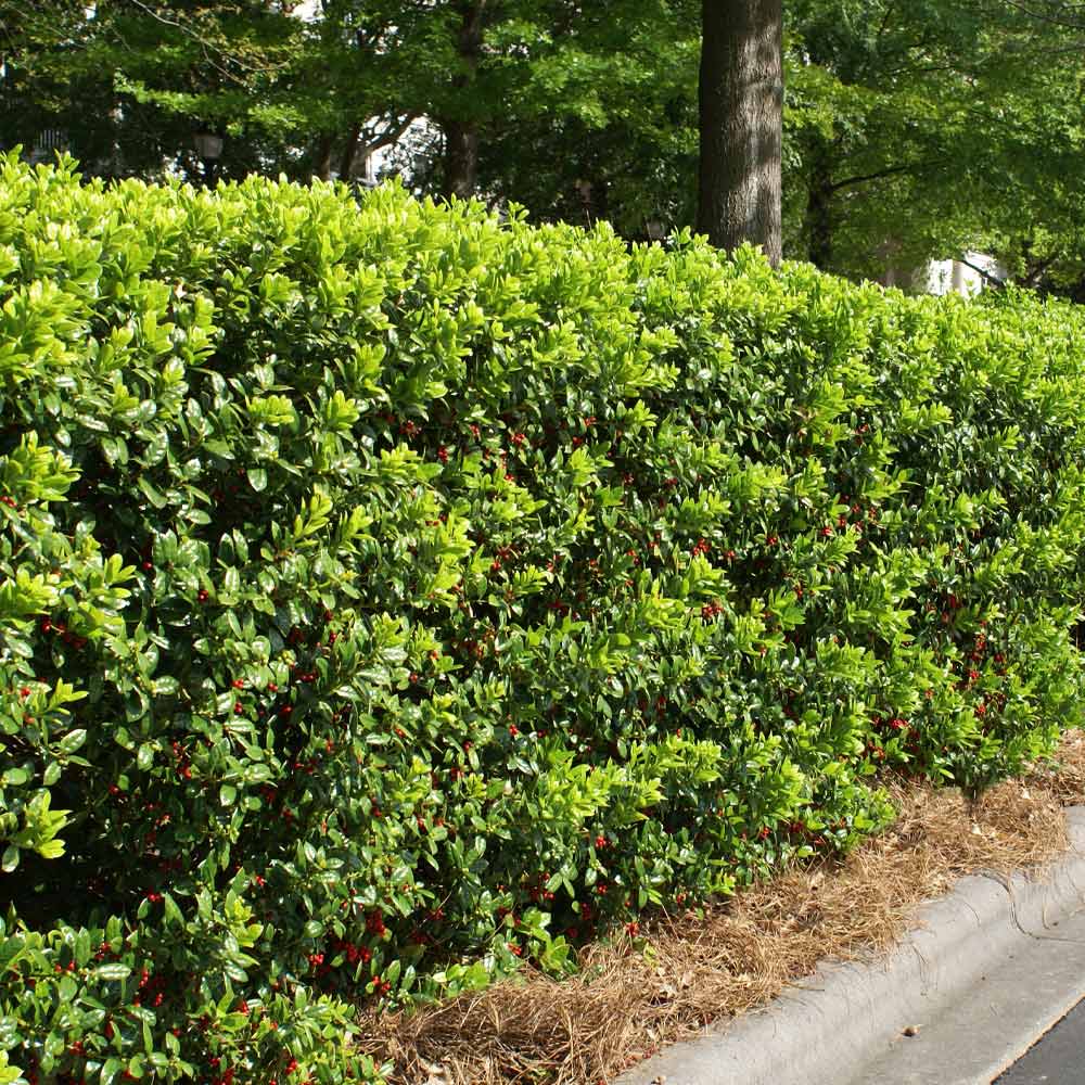 A photo of the Dwarf Burford Holly Shrub
