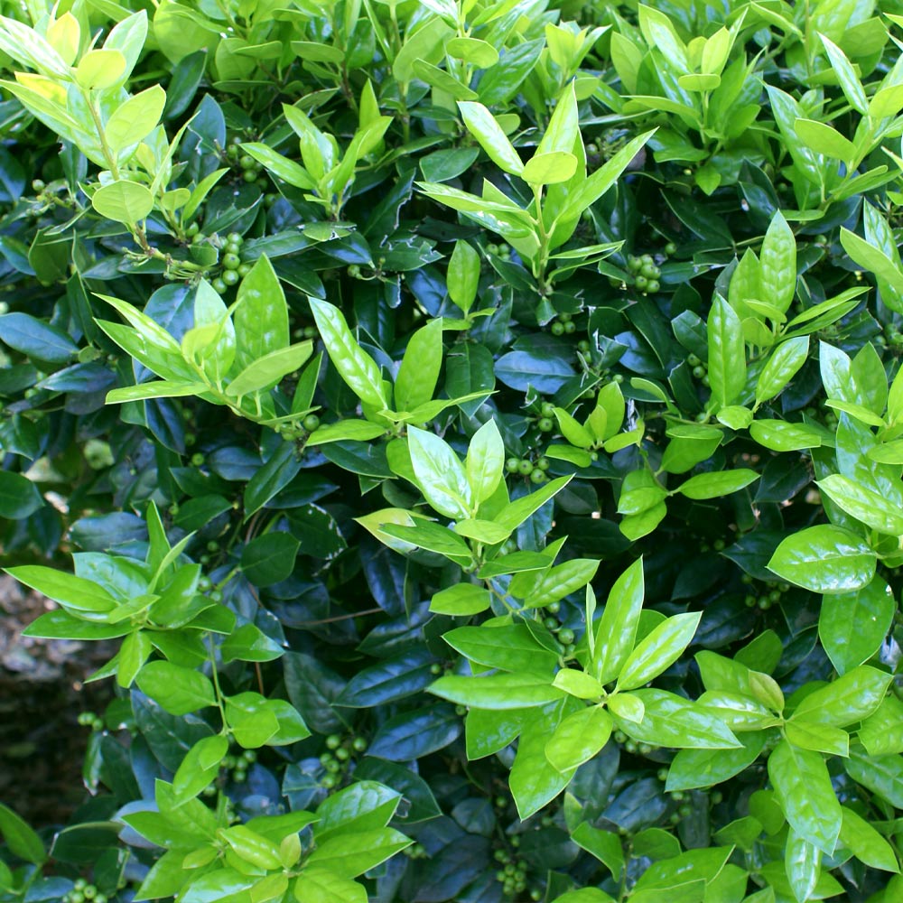 #3 - Dwarf Burford Holly Shrub