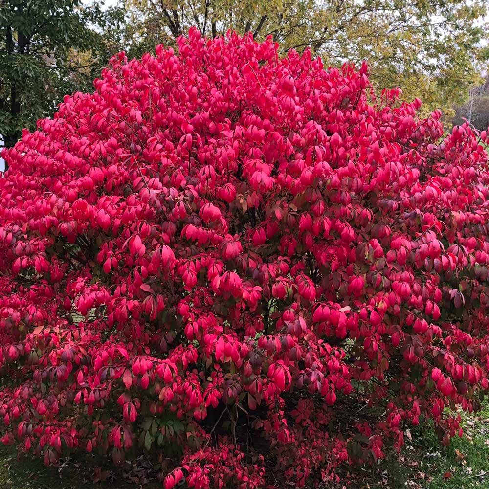 A photo of the Burning Bush