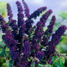 Black Knight Butterfly Bush