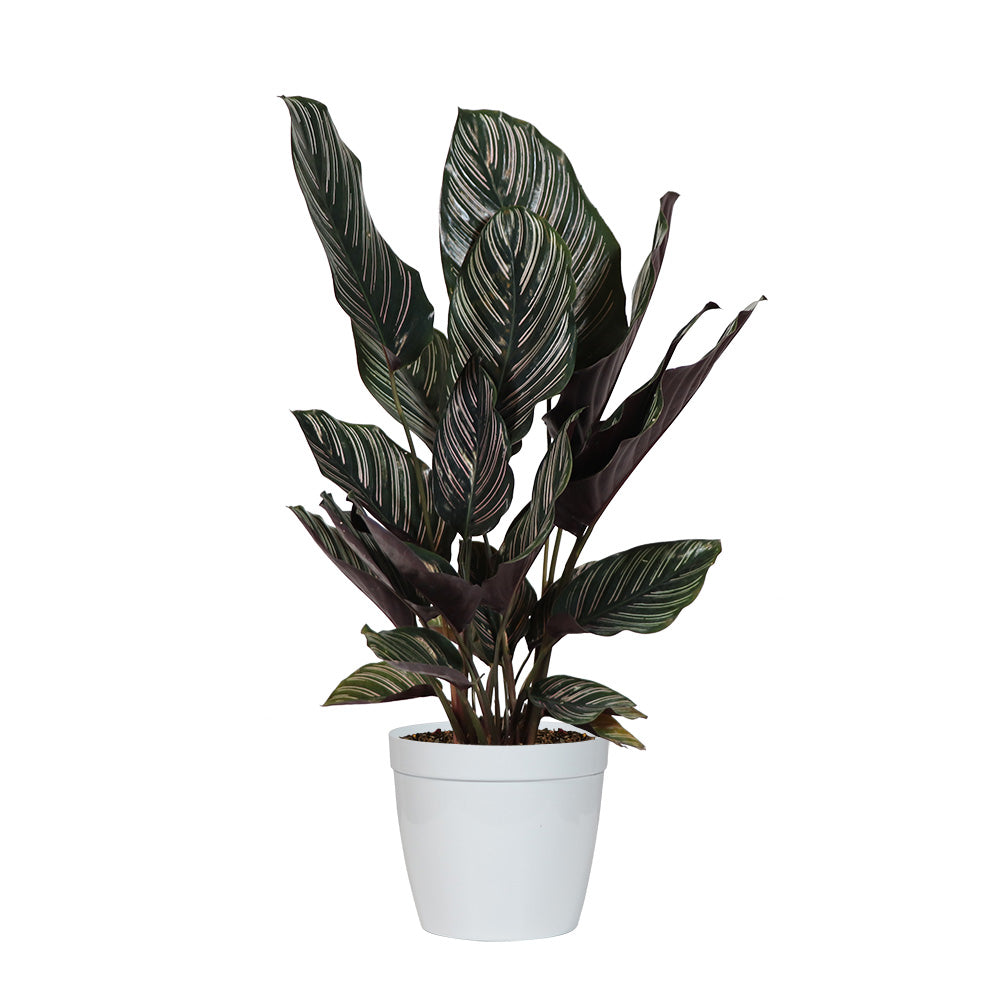 #3 - Calathea Ornata