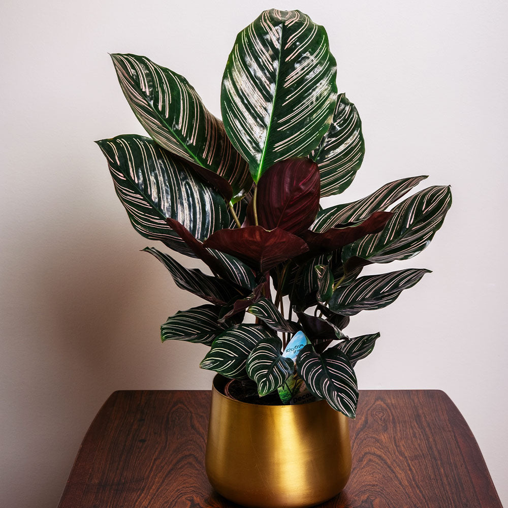 A photo of the Calathea Ornata