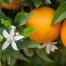 Calamondin Orange Tree