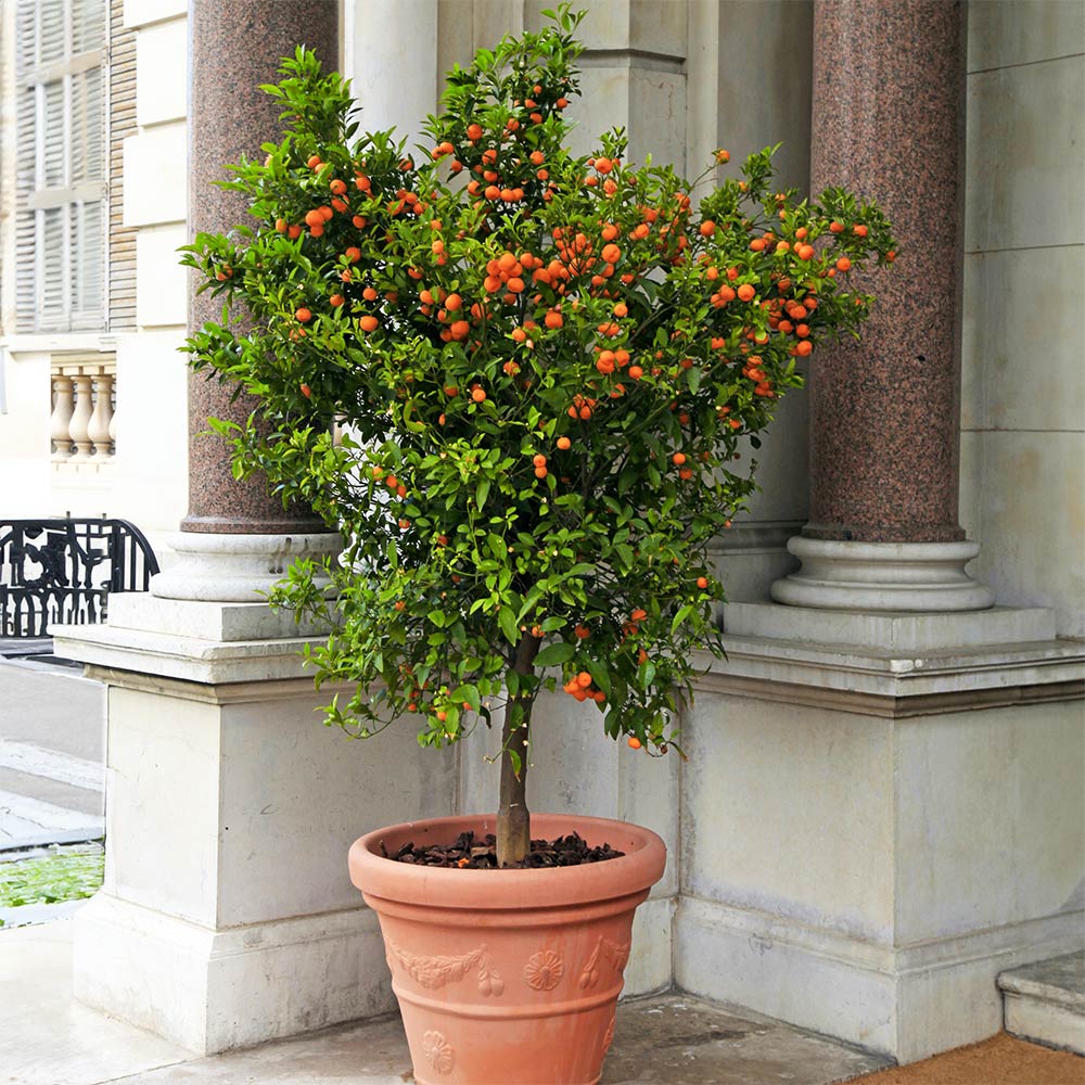 #2 - Calamondin Orange Tree