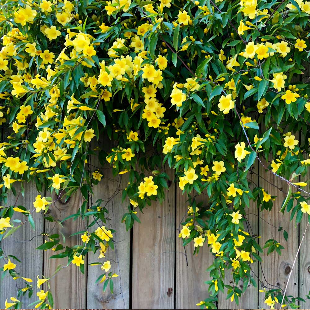 Carolina Jasmine