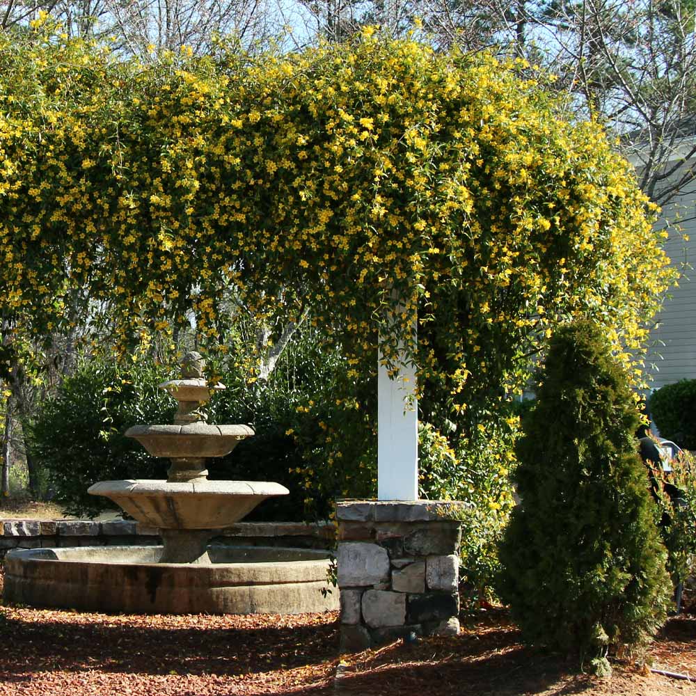 #2 - Carolina Jasmine