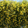 Carolina Jasmine