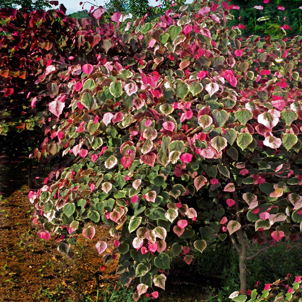 #2 - Carolina Sweetheart® Redbud Tree