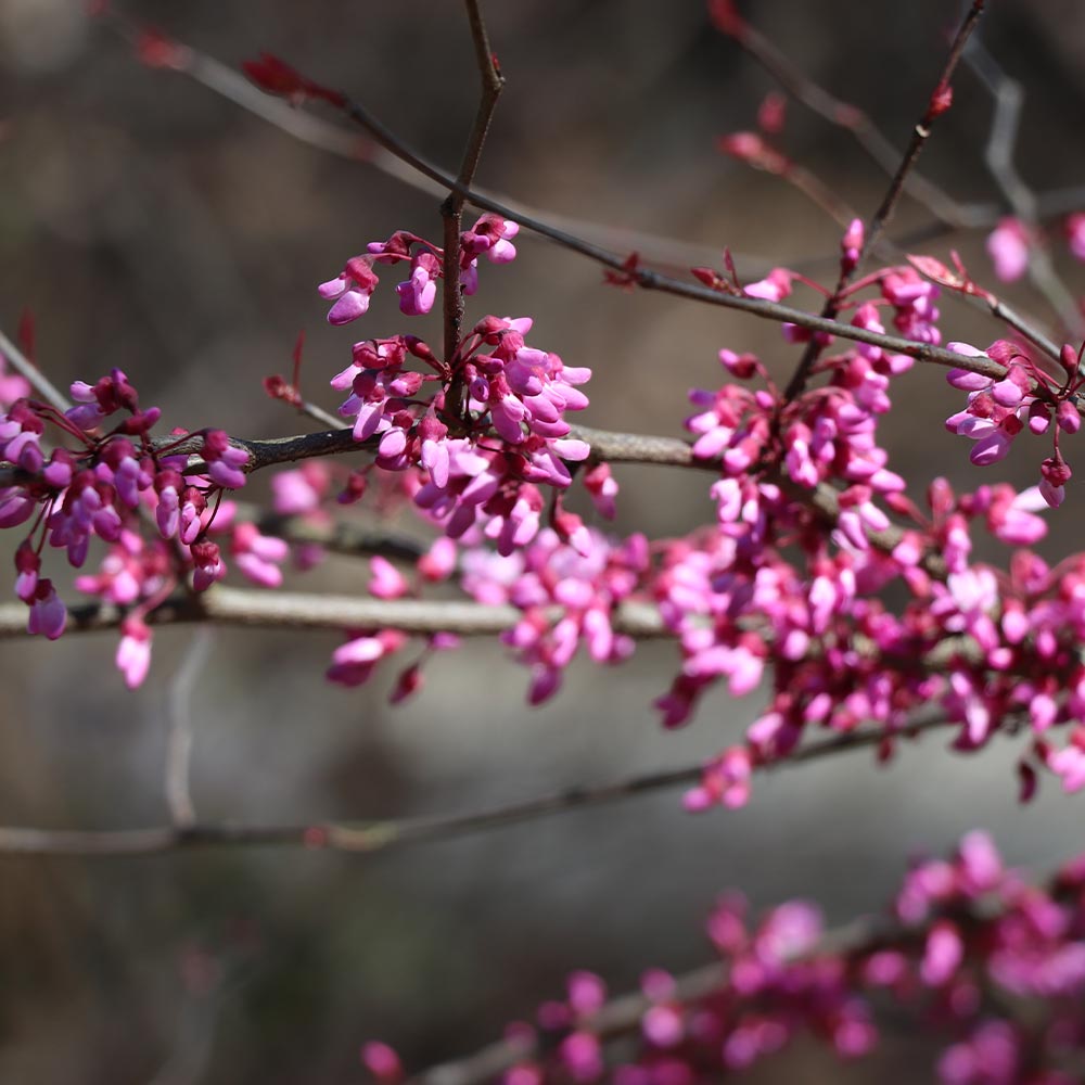 #3 - Carolina Sweetheart® Redbud Tree