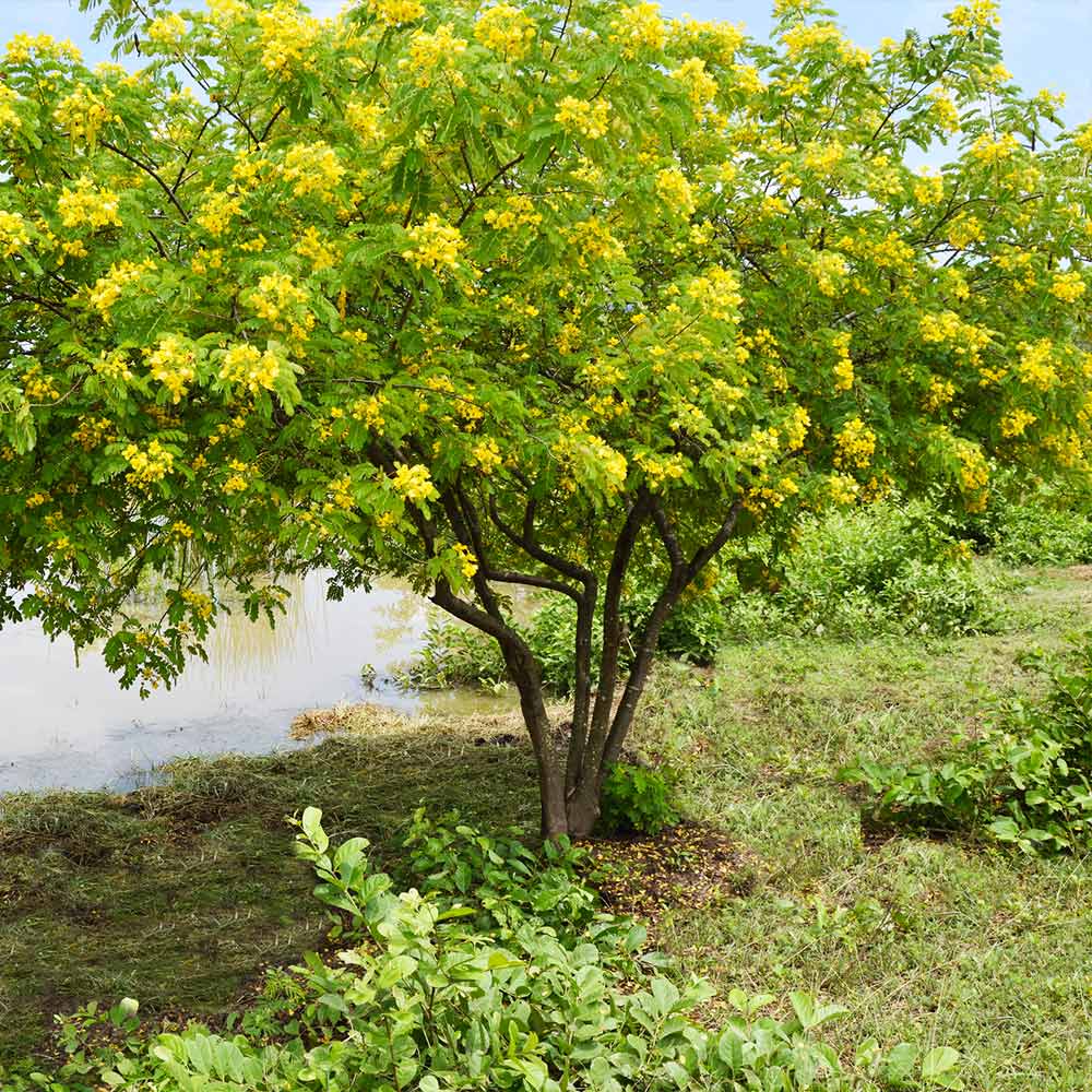 #3 - Cassia Tree