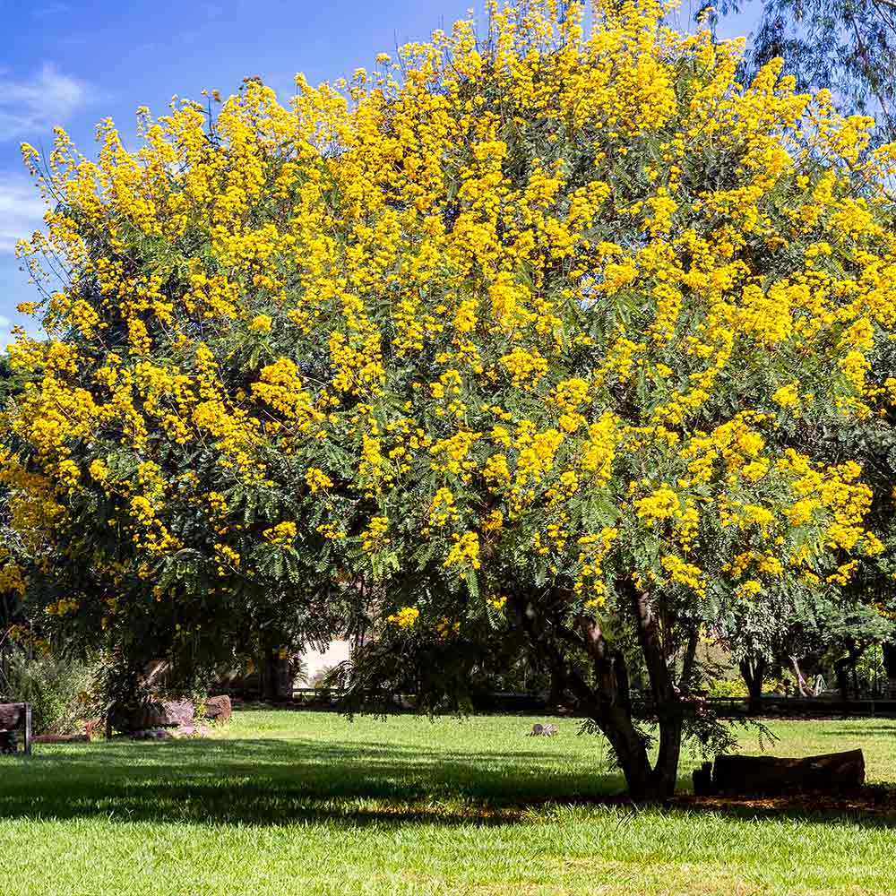 #1 - Cassia Tree