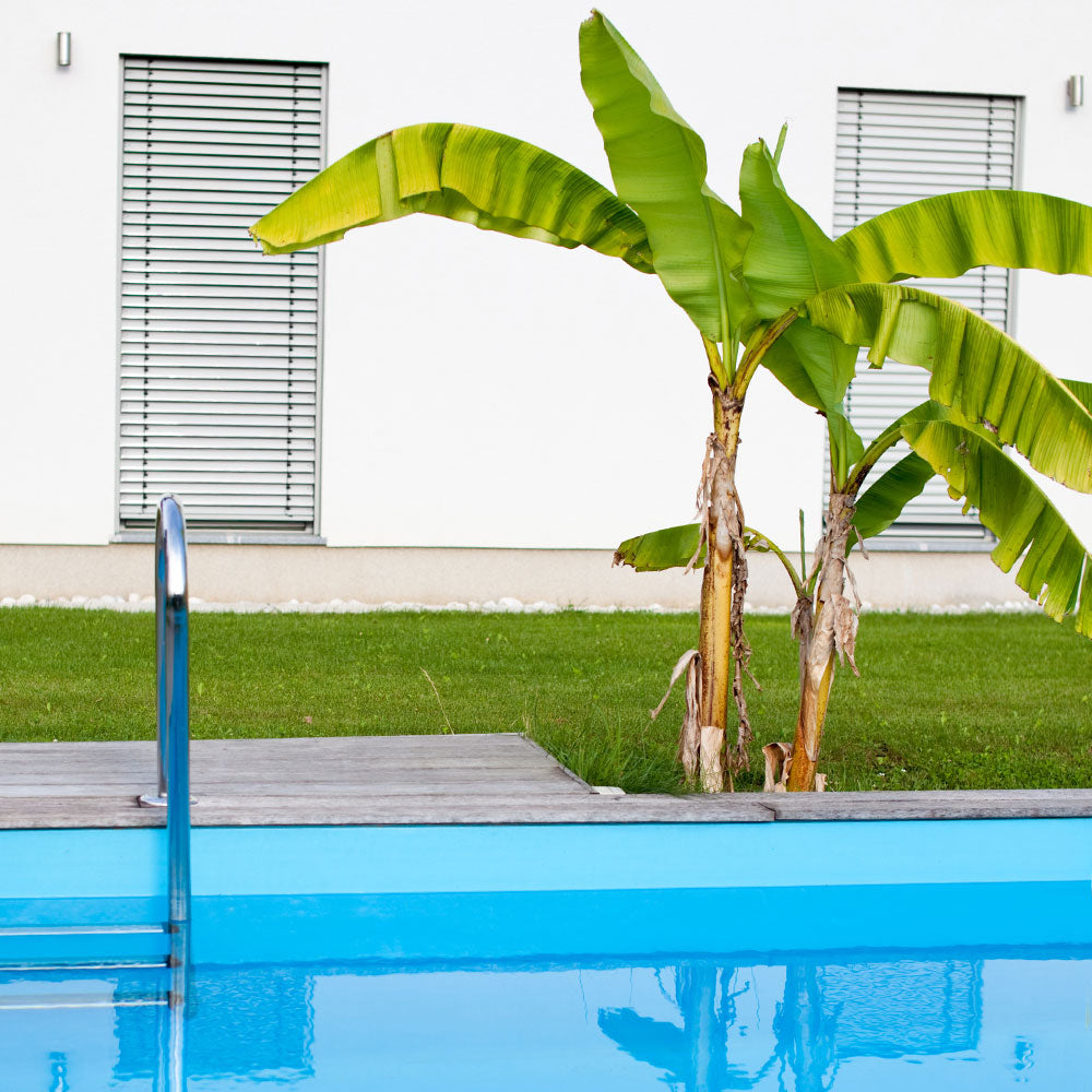 #5 - Dwarf Cavendish Banana Tree