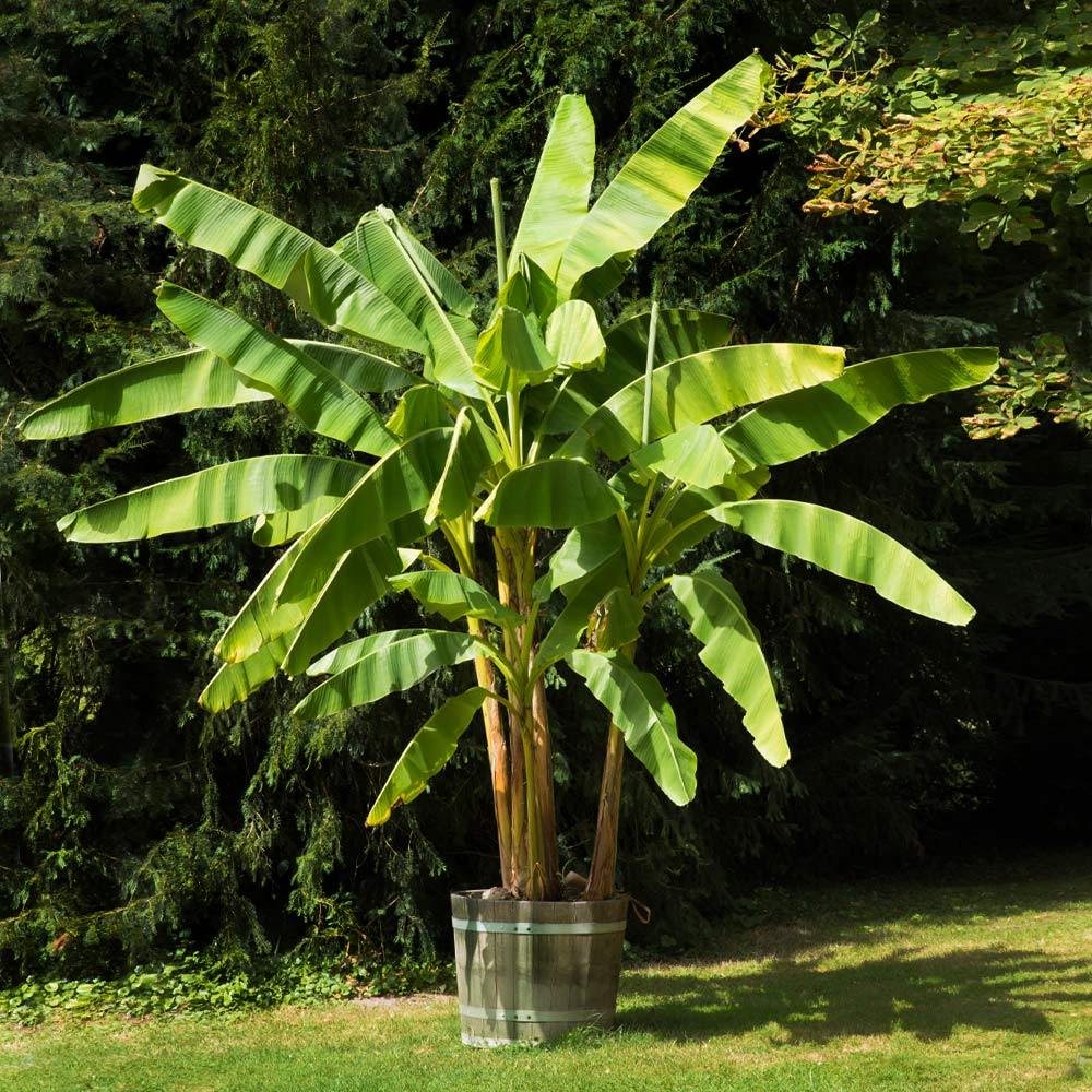 A photo of the Dwarf Cavendish Banana Tree