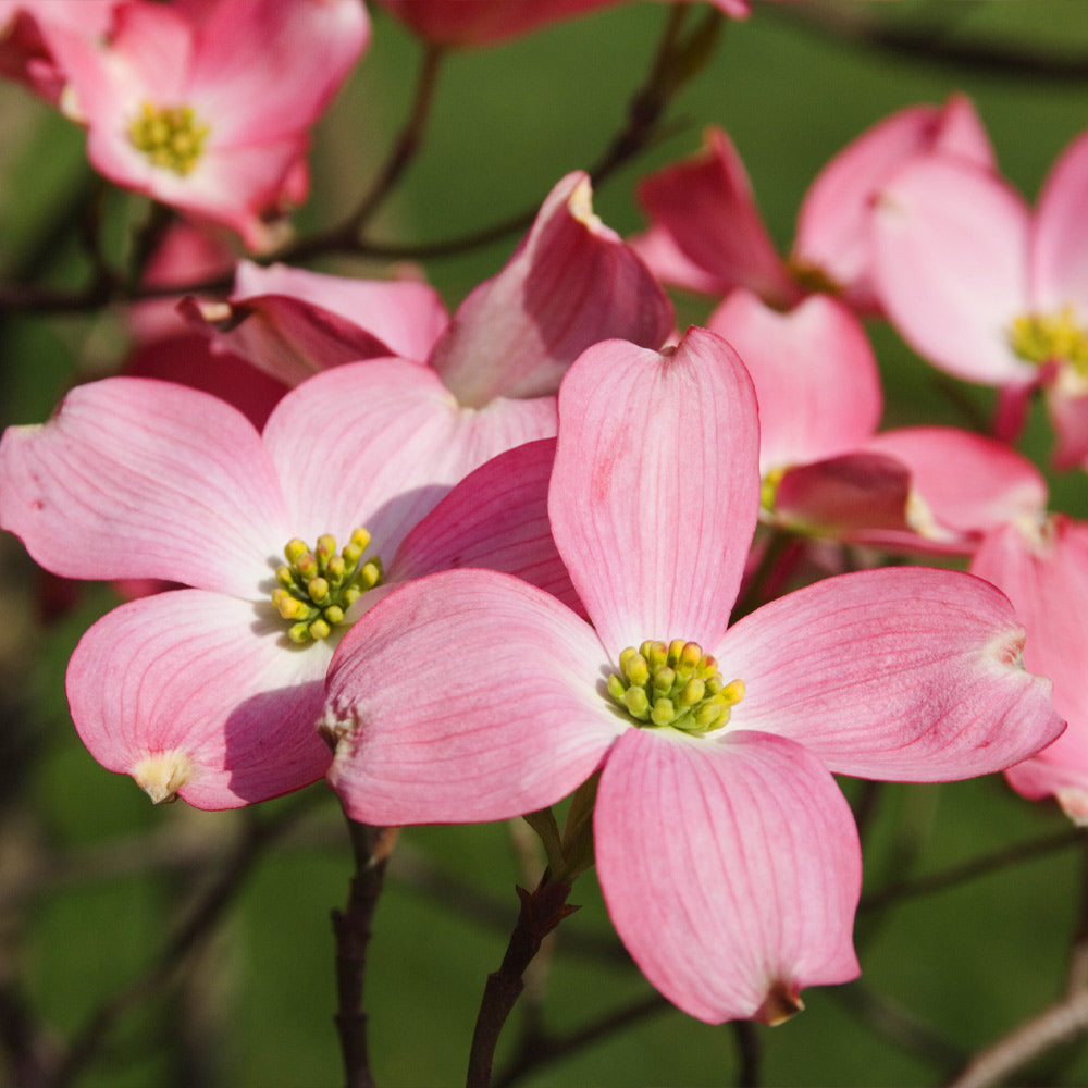 #2 - Cherokee Chief Dogwood Tree
