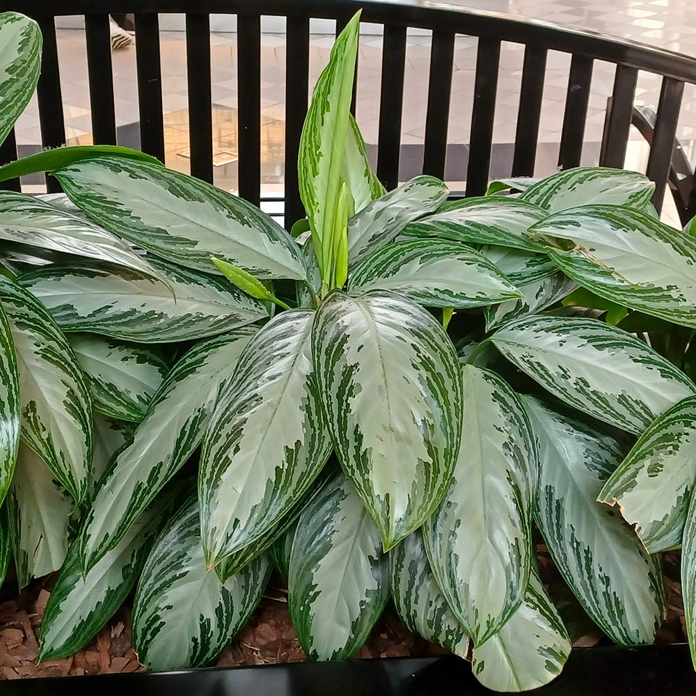 #2 - Green Chinese Evergreen Plant