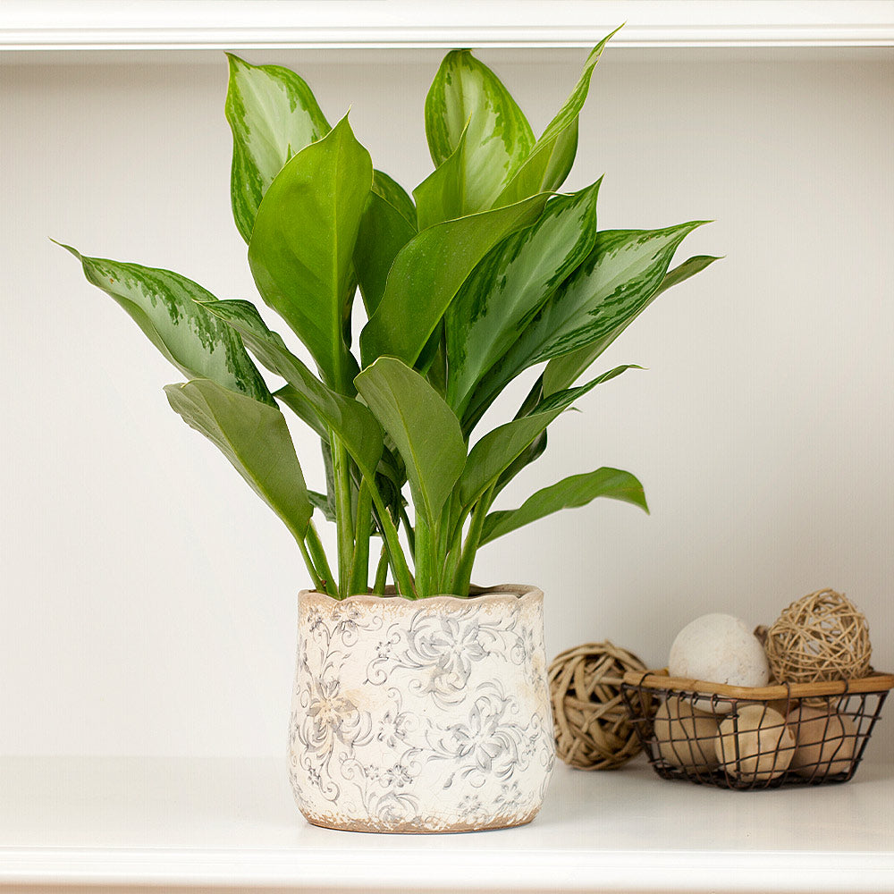 #3 - Green Chinese Evergreen Plant