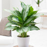 Green Chinese Evergreen Plant
