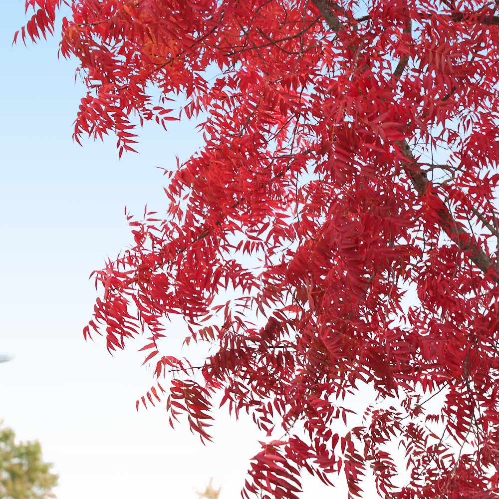 #3 - Chinese Pistache Tree