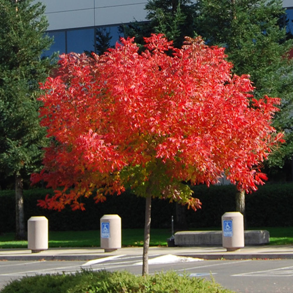 #2 - Chinese Pistache Tree