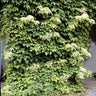 Climbing Hydrangea