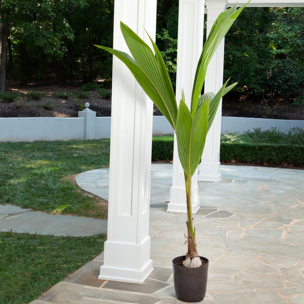 #3 - Coconut Palm Tree