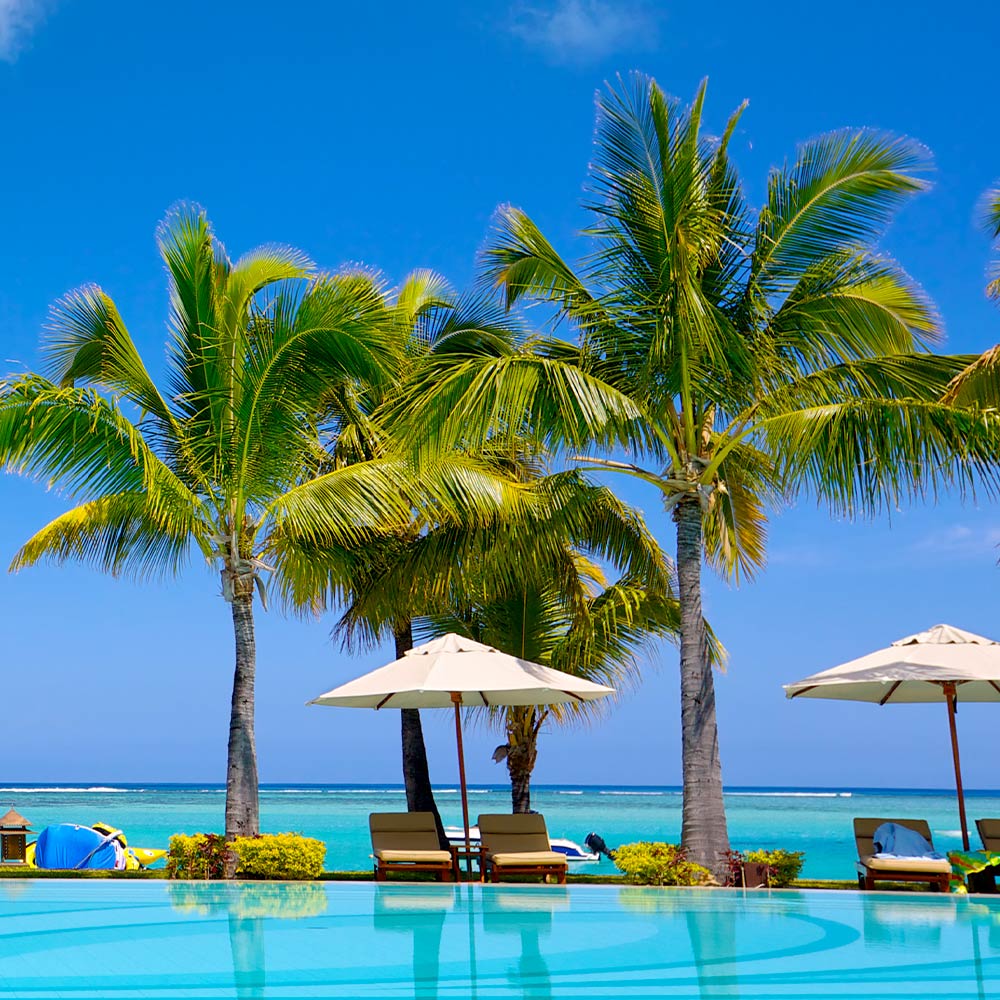 #4 - Coconut Palm Tree