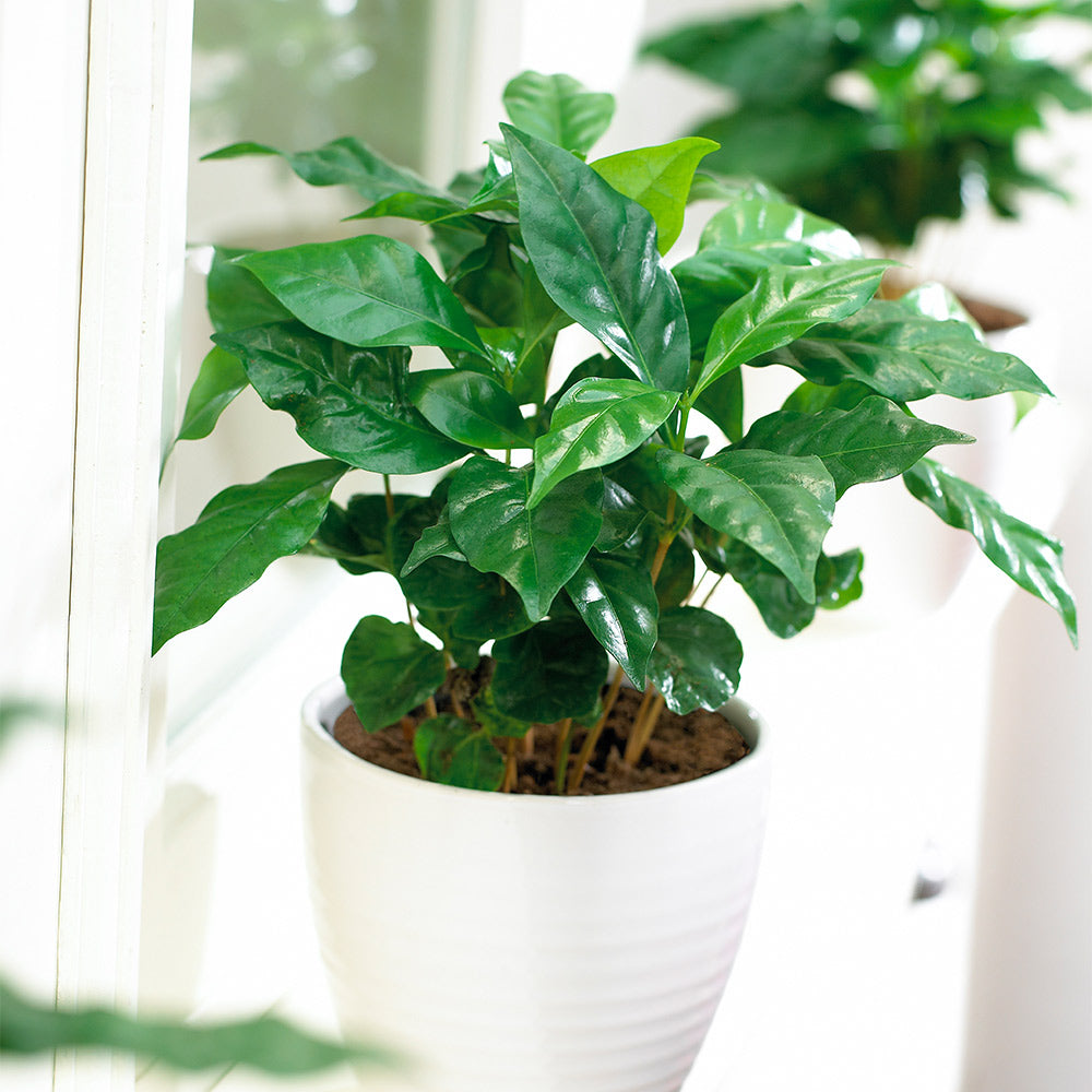 #2 - Arabica Coffee Plant - USDA Organic