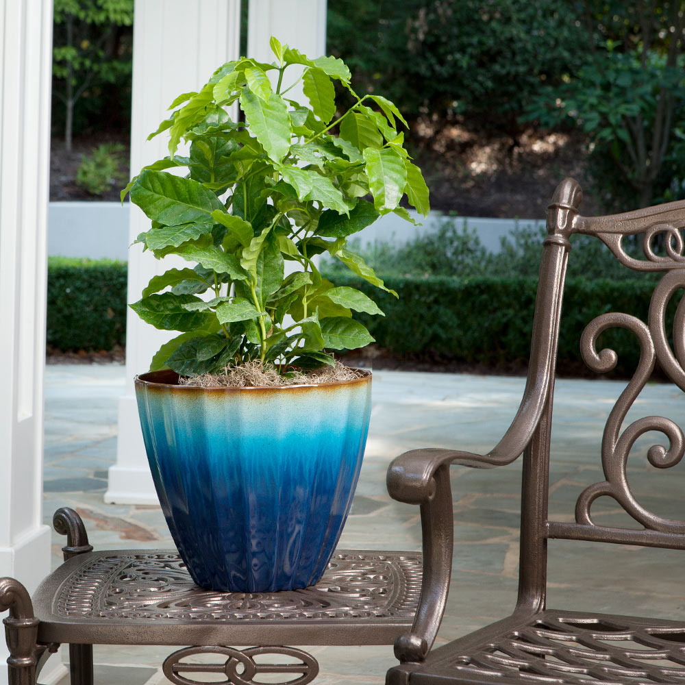 A photo of the Arabica Coffee Plant