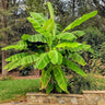 Cold Hardy Banana Tree