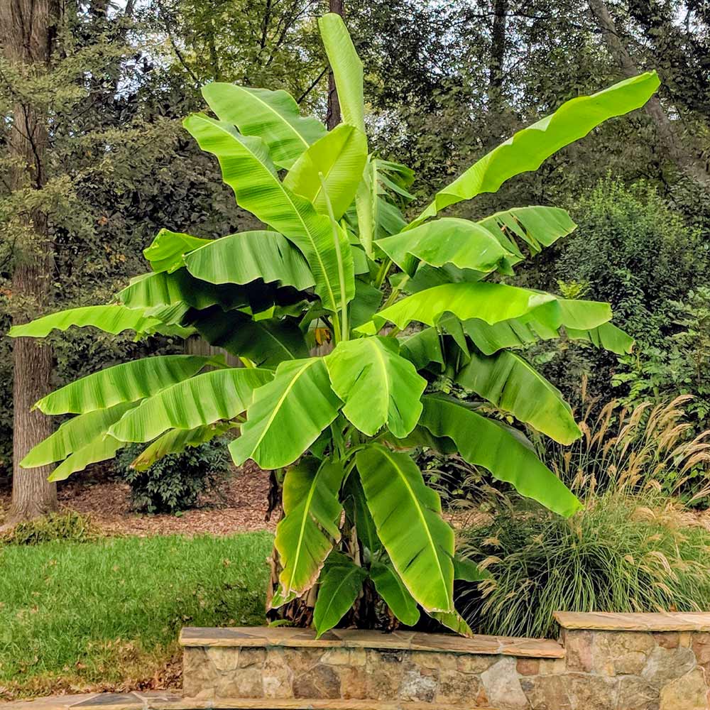 #2 - Cold Hardy Banana Tree