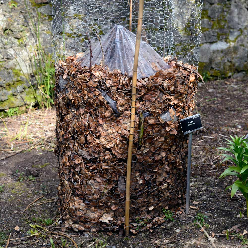 #4 - Cold Hardy Banana Tree