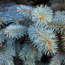 Colorado Blue Spruce Tree