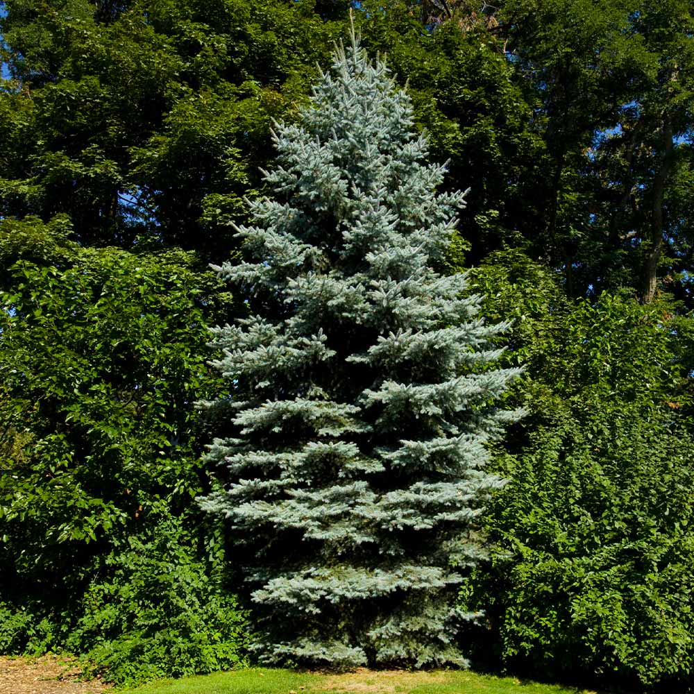 #2 - Colorado Blue Spruce Tree
