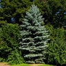 Colorado Blue Spruce Tree
