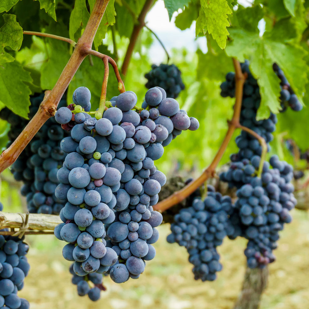 #2 - Concord Grape Vine
