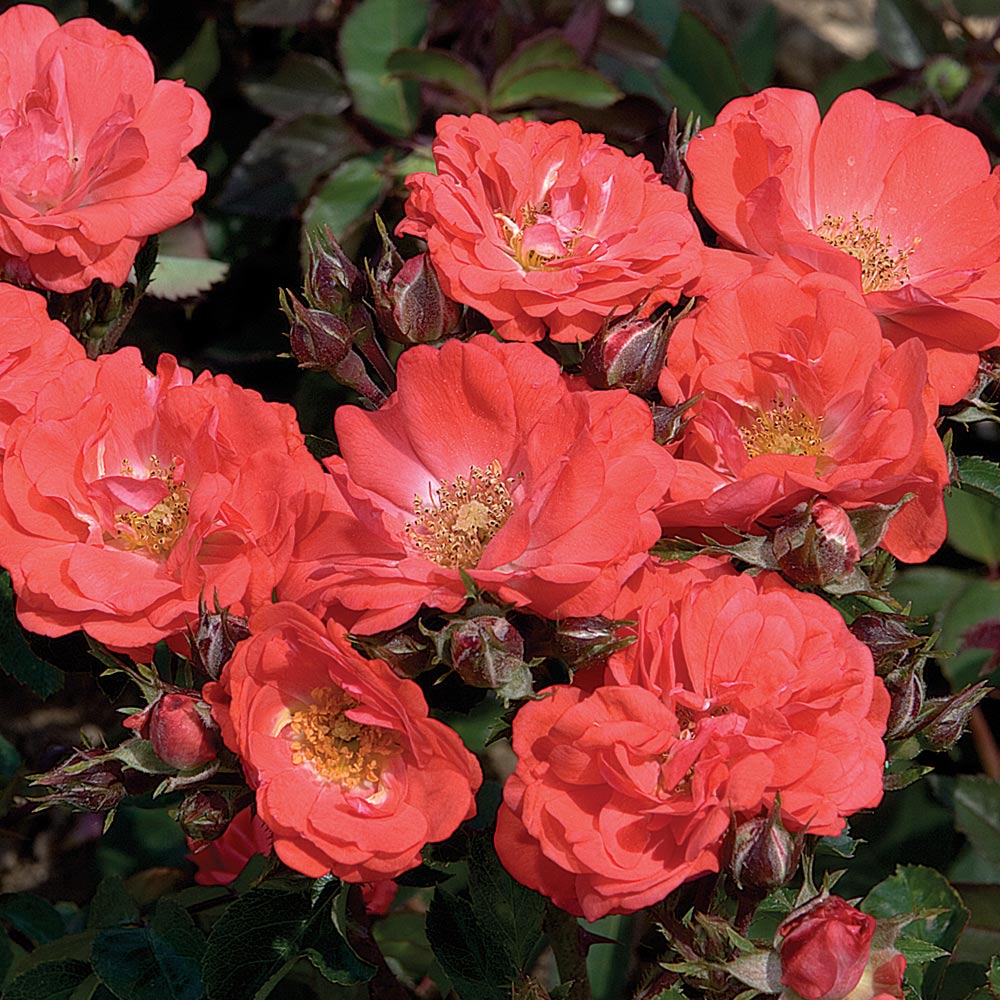 A photo of the Coral Drift® Rose