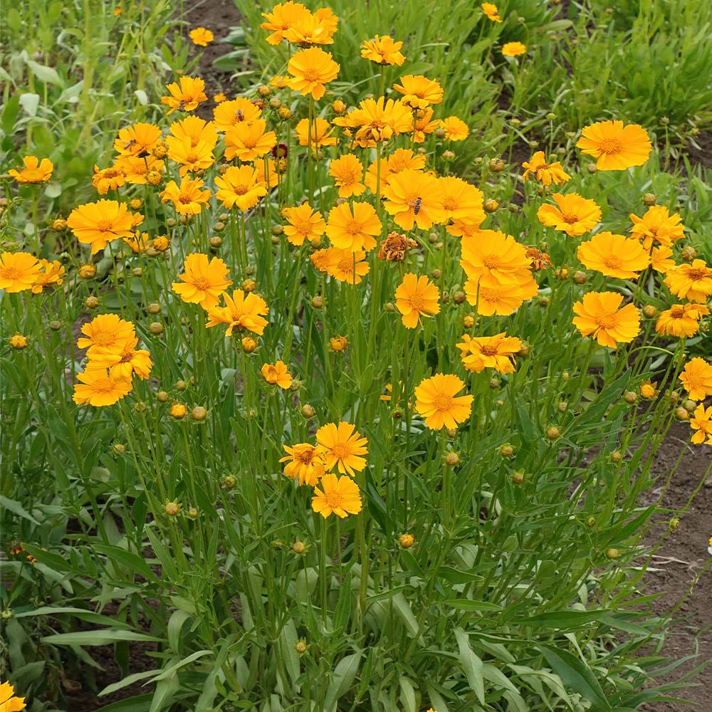 #1 - Nana Coreopsis (Tickseed) Plant