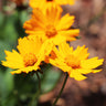 Nana Coreopsis (Tickseed) Plant
