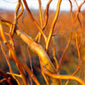 Corkscrew Willow Tree