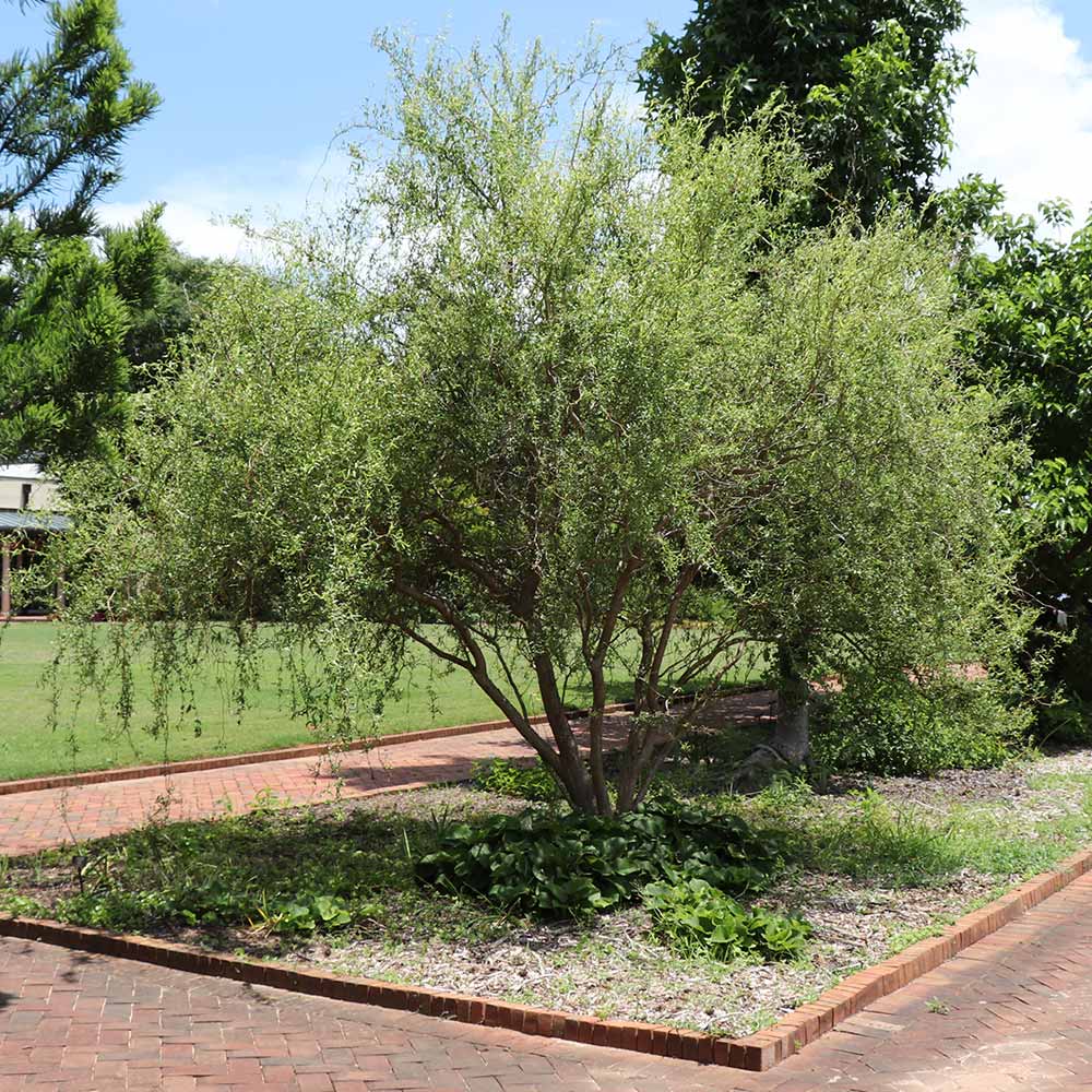 #3 - Corkscrew Willow Tree