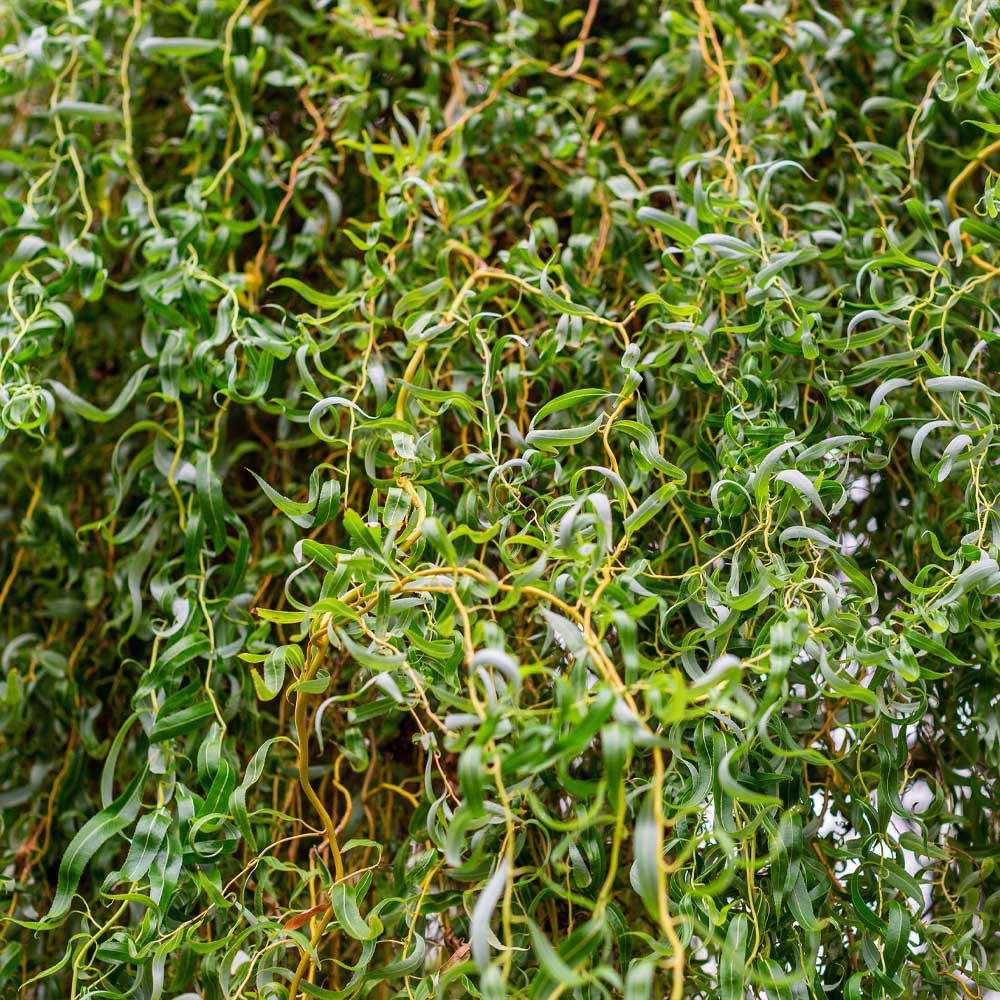 Corkscrew Willow Tree