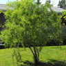 Corkscrew Willow Tree