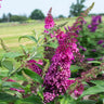 CranRazz™ Butterfly Bush (Tree Form)