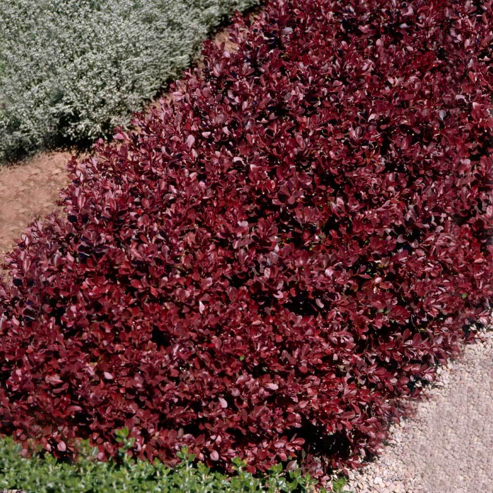 #2 - Crimson Pygmy Barberry Shrub