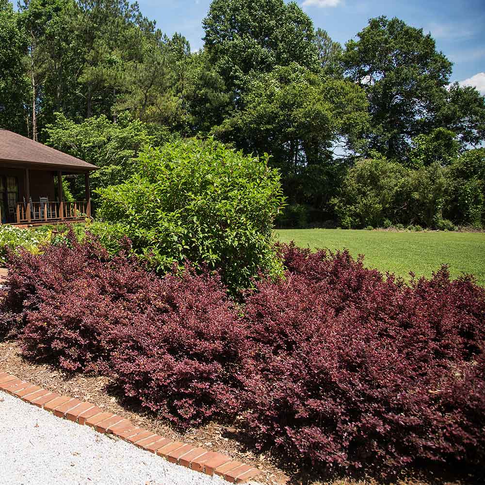 #2 - Crimson Fire™ Loropetalum