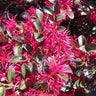 Crimson Fire™ Loropetalum