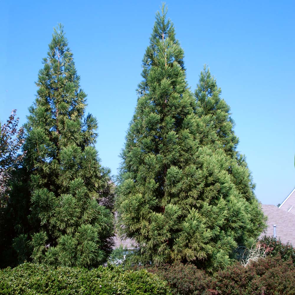 #2 - Cryptomeria Radicans Tree