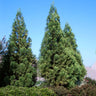 Cryptomeria Radicans Tree